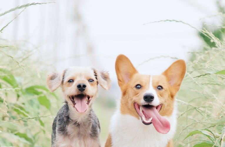 Preventing Home Dog Fights in Barcelona